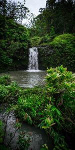 Hierba,Hojas,Vegetación,Naturaleza,Cascada