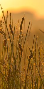 Herbe,Vent,Oreille,Nature