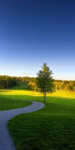 Nature,Grass,Wood,Forest,Tree,Shadow,Track,Expanse,Reserve,Landscape,Summer,Greens,Open Spaces