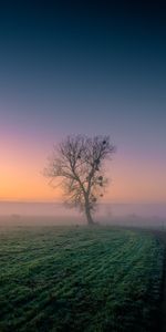 Nature,Grass,Wood,Road,Tree,Dusk,Twilight,Fog