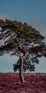 Nature,Grass,Wood,Tree,Field,Erika,Erica