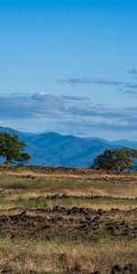 Nature,Grass,Wood,Tree,Field,Spaciousness,Scope,Sky