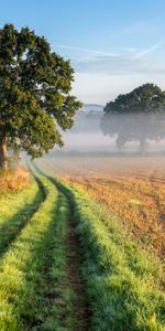 Naturaleza,Hierba,Madera,Camino,Niebla,Árbol