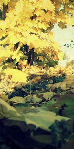 Nature,Grass,Wood,Tree,Heap,Autumn,Maple,Foliage