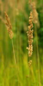 Nature,Greens,Field,Ears,Spikes,Golden,Gold