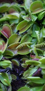 Nature,Greens,Flycatcher,Texture,Plants