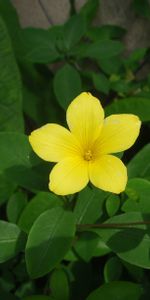 Naturaleza,Hojas,Flor,Verduras