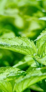 Nature,Greens,Nettle,Weed,Leaves