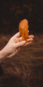 Naturaleza,Mano,Seco,Folleto,Otoño