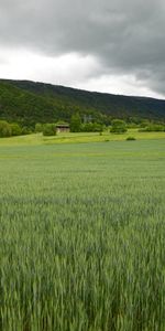 Légumes Verts,Les Collines,Collines,Nature,Domaine,Champ,Verdure,Paysage