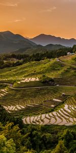 Collines,Soir,Colline,Rizières,Croissance,Grandissant,Structure,Nature