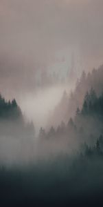 Nature,Hills,Trees,Fog,Forest