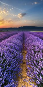 Nature,Horizon,Field,Flowers,Lavender