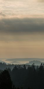 Nature,Horizon,Forest,Morning,Dahl,Black Forest,Distance