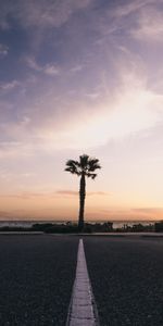 Nature,Horizon,Markup,Palm,Sunset,Tropics