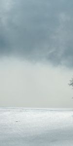 Nature,Horizon,Shadow,Trees,Grey