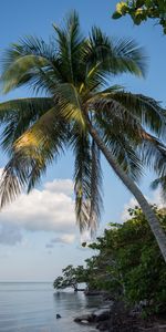 Nature,Horizon,Shore,Bank,Coast,Palm