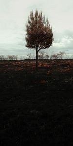 Nature,Horizon,Wood,Tree,Field,Lonely