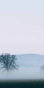 Naturaleza,Horizonte,Madera,Árbol,Niebla