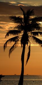 Naturaleza,Puesta Del Sol,Horizonte,Madera,Palma,Árbol