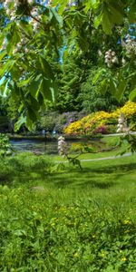 Jardin,Nature,Dégager,Châtaigne,Je Vois,Source,Floraison,Printemps