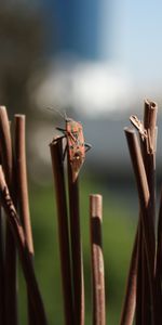 Nature,Déguisement,Camouflage,Tiges,Punaise,Bogue,Bars,Insecte