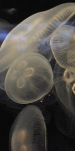 Nature,Jellyfish,Fermer,Gros Plan,Monde Sous Marin