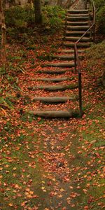 Nature,Ladder,Autumn,Foliage,Stairs