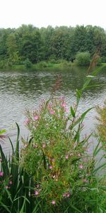 Nature,Lake,Forest,Plants,Landscape