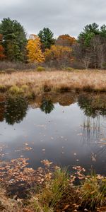 Forêt,Nature,Arbres,Lac,Paysage,Automne