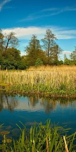 Paisaje,Lago,Bosque,Vegetación,Naturaleza