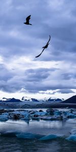 Naturaleza,Hielo,Birds,Lago,Glaciar,Paisaje