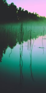 Nature,Lake,Reflection,Fog,Morning,Algae,Trees,Seaweed