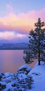 Nature,Lake,Shore,Bank,Stones,Pine