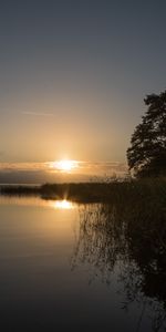 Nature,Lake,Shore,Bank,Tree,Cane,Reed,Sunset,Wood,Landscape