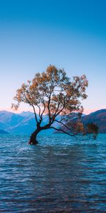 Nature,Lake,Tree,Wood,Lonely,Wanaka,New Zealand,Alone