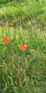 Nature,Paysage