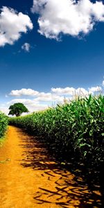 Nature,Landscape,Fields