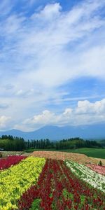 Nature,Landscape,Fields