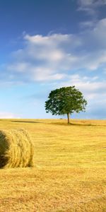 Nature,Landscape,Fields