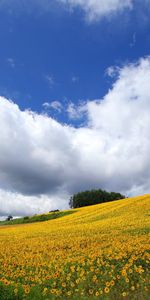 Nature,Paysage,Les Champs