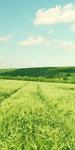 Nature,Paysage,Les Champs