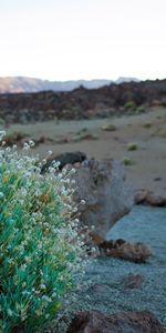 Nature,Landscape,Plants