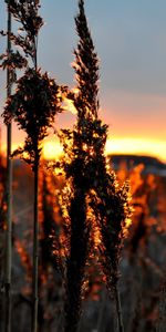 Nature,Landscape,Plants