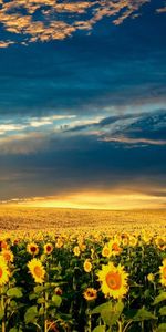 Nature,Landscape,Sunflowers,Fields