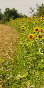 Nature,Landscape,Sunflowers,Fields