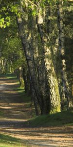 Paisaje,Naturaleza,Árboles