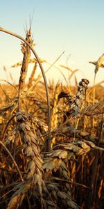 Nature,Landscape,Wheat