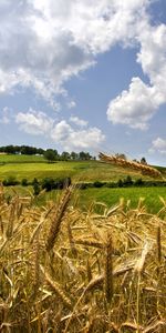 Nature,Blé,Paysage