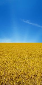 Nature,Landscape,Wheat,Fields